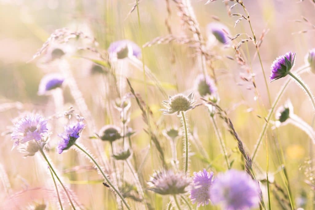 wildflowers in meadow