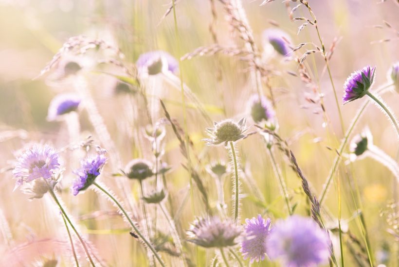 wildflowers in meadow