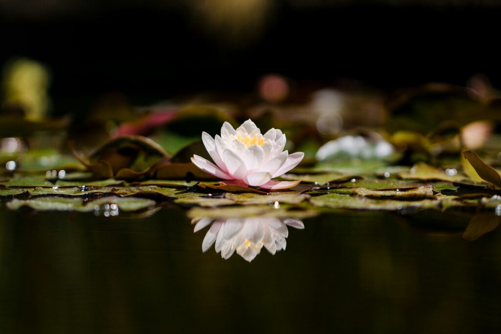 lotus