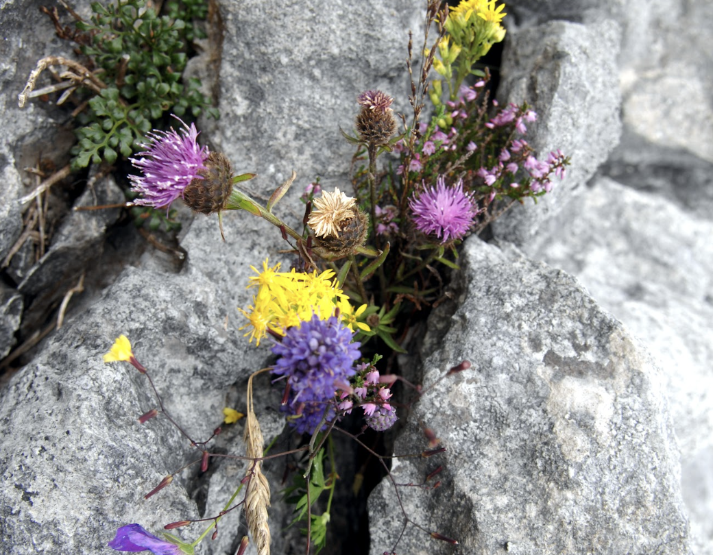 trauma therapy - flowers growing on the rock